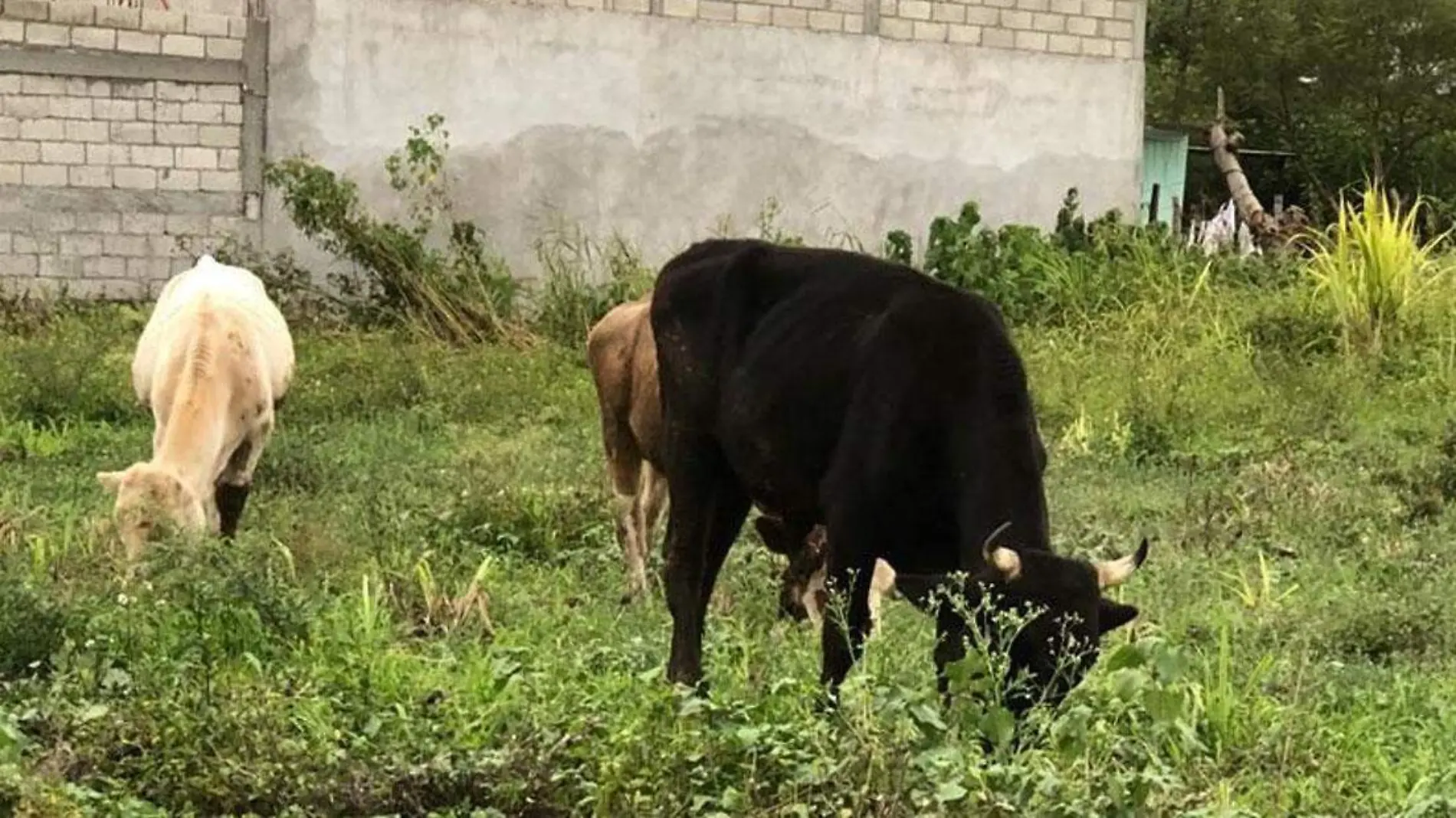 robo de vacas en chietla 